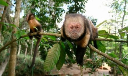 Macacos são capturados em Salvador com suspeita de febre amarela!