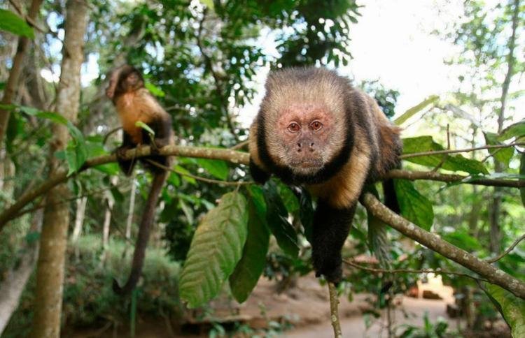Macacos são capturados em Salvador com suspeita de febre amarela!