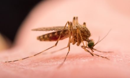 Especialistas alertam para epidemias de Zika e Chikungunya no verão