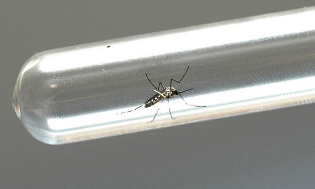VACINA ANTIDENGUE TRAZ RISCOS PARA QUEM NUNCA CONTRAIU O VÍRUS.